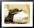 Nile Crocodiles, Hatching, St. Lucia, South Africa by Roger De La Harpe Limited Edition Print