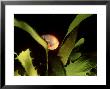 Norriss Topsnail On Sea Palm, California by Richard Herrmann Limited Edition Print