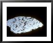 Mexican Free-Tailed Bats, Carlsbad Cavern, Usa by Rodger Jackman Limited Edition Pricing Art Print