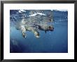 Galapagos Sea Lion, Frolicking Underwater, Galapagos by Mark Jones Limited Edition Pricing Art Print