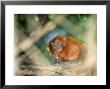 Golden Lion Tamarin, Feeding, Atlantic Rainforest, Brazil by Mark Jones Limited Edition Print