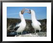 Nazca Booby, Courting Pair, Galapagos by Mark Jones Limited Edition Print