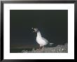 Swallow Tailed Gull, Showing Huge Night Adapted Eyes, Galapagos by Mark Jones Limited Edition Pricing Art Print