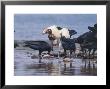 King Vulture & Black Vultures, Tambopata Nature Reserve, Peruvian Amazon by Mark Jones Limited Edition Print