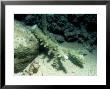 Recently Broken Coral, Red Sea by Paul Kay Limited Edition Print