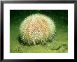Edible Sea Urchin, Sherkin Island, Ireland by Paul Kay Limited Edition Pricing Art Print
