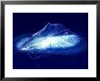 By-The-Wind-Sailor, Afloat, Ireland by Paul Kay Limited Edition Print
