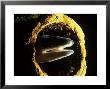 Conger Eel, Head Looking Out From Pipe, County Kerry, Ireland by Paul Kay Limited Edition Print