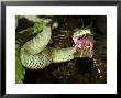 African Bush Viper, Atheris Squamager by Brian Kenney Limited Edition Print