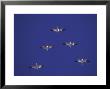 Snow Geeseanser Caerulescensflock Flying In A Vee by Brian Kenney Limited Edition Print