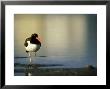 American Oystercatcher At Dawn, Florida by Brian Kenney Limited Edition Print