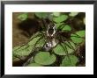 6 Spotted Fishing Spider, With Minnow Prey, Florida by Brian Kenney Limited Edition Print
