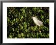 Black-Crowned Night Heron, Florida by Brian Kenney Limited Edition Print