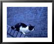 Feral Cat by London Scientific Films Limited Edition Pricing Art Print