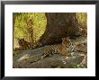 Bengal Tiger, 11 Month Old Cubs, Madhya Pradesh, India by Elliott Neep Limited Edition Print