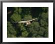 Indian Long-Billed Vulture In Flight, Madhya Pradesh, India by Elliott Neep Limited Edition Print