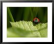 7-Spot Ladybird, Crawling On Edge Of Stinging Nettle Leaf, Middlesex, Uk by Elliott Neep Limited Edition Print