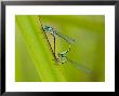 Blue-Tailed Damselfies In Mating Clasp On Reed Leaf, London Wetland Centre, London, Uk by Elliott Neep Limited Edition Print