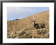 Highland Red Deer Stag Against Backdrop Of Tussock Grass And Blue Sky, The Highlands, Scotland by Elliott Neep Limited Edition Print