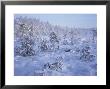 Marsh Pine Trees, Nummi, South Finland by Heikki Nikki Limited Edition Print