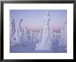 Snow Covered Spruces, Finland by Heikki Nikki Limited Edition Print