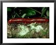 Forest Floor Millipede, Venezuela by Oxford Scientific Limited Edition Print