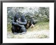 Chimpanzee, Mother & Baby, Zoo Animal by Stan Osolinski Limited Edition Pricing Art Print