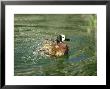 White-Face Whistling Duck, Bathing, Zoo Animal by Stan Osolinski Limited Edition Print