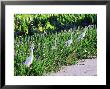 Great Egret, Hunting From Pickerelweed, Usa by Stan Osolinski Limited Edition Pricing Art Print