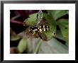 Hoverfly At Rest On Leaf, Middlesex, Uk by O'toole Peter Limited Edition Print