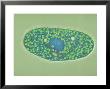 Paramecium Bursaria, Interference Contrast by David Patterson Limited Edition Pricing Art Print