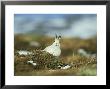 Mountain (Blue) Hare, Monadhliath Mtns, Scotland by Richard Packwood Limited Edition Print