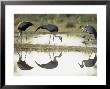 Wattled Crane, Group Feeding In Shallow Pools Formed By Khwai River, Botswana by Richard Packwood Limited Edition Print