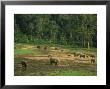 Forest Elephants, Central African Rep. by Andrew Plumptre Limited Edition Pricing Art Print