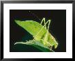 Katydid, Costa Rica by Mary Plage Limited Edition Print