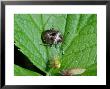 Woundwort Shieldbug, Adult Basking, Cambridgeshire, Uk by Keith Porter Limited Edition Pricing Art Print