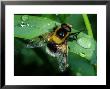 Hoverfly, Adult Resting On Wet Leaf, Cambridgeshire, Uk by Keith Porter Limited Edition Print