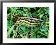 Six-Spot Burnet Moth, Caterpillar Feeding On Birds-Foot Trefoil, Cumbria, Uk by Keith Porter Limited Edition Print