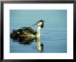 Great Crested Grebe, Carrying Chick, Gloscestershire by Mike Powles Limited Edition Pricing Art Print