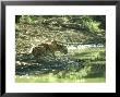 Bengal Tiger, Young At Waterhole, India by Mike Powles Limited Edition Print