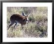 Steinbuck, Male, Botswana by Mike Powles Limited Edition Pricing Art Print