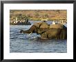 African Elephant, Adult Wading, Botswana by Mike Powles Limited Edition Print