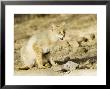 Indian Wild Cat, Female Sitting, India by Mike Powles Limited Edition Print