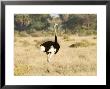 Ostrich, Male, Kenya by Mike Powles Limited Edition Pricing Art Print