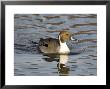 Pintail, Male In Breeding Plumage, Uk by Mike Powles Limited Edition Pricing Art Print