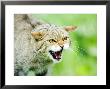 Wild Cat, Portrait Of Captive Adult In Aggressive Pose, Uk by Mike Powles Limited Edition Pricing Art Print