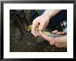 Greenfinch, Bird Ringing, Ringer Measuring Wing, Uk by Mike Powles Limited Edition Print