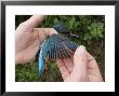 Kingfisher, Examining Primary Feathers, Uk by Mike Powles Limited Edition Print