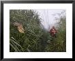 Sedge Warbler, Bird In Mist Net With Bird Ringer In The Background, Uk by Mike Powles Limited Edition Print