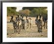 Crawshays Zebra, Small Group In Bush, Tanzania by Mike Powles Limited Edition Print